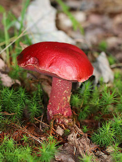 Frost's Bolete - Butyriboletus frostii The cap was very sticky, blood red in color, and nearly flat. The pores were red, flesh was yellow, and the stipe was reticulate. The flesh and pores bruised blue.

Habitat: Growing between a meadow and a coniferous forest. Butyriboletus,Butyriboletus frostii,Frost's Bolete,Geotagged,Summer,United States,bolete,frost's bolete,fungus,mushroom,red,red bolete