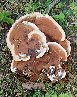 Ganoderma sessile