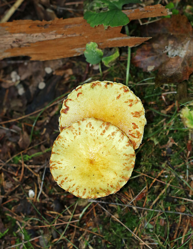 Chicken Fat Mushroom - Suillus americanus Viscid yellow, flat caps with reddish brown fibers and scales. Yellow, angular pores that bruise reddish brown. Stems similar to the caps.<br />
<br />
Habitat: I found tons of these incredibly slimy mushrooms growing alone and in clusters all throughout a pine forest.<br />
<br />
 Chicken fat mushroom,Geotagged,Suillus americanus,Summer,United States,fungus,mushroom,suillus