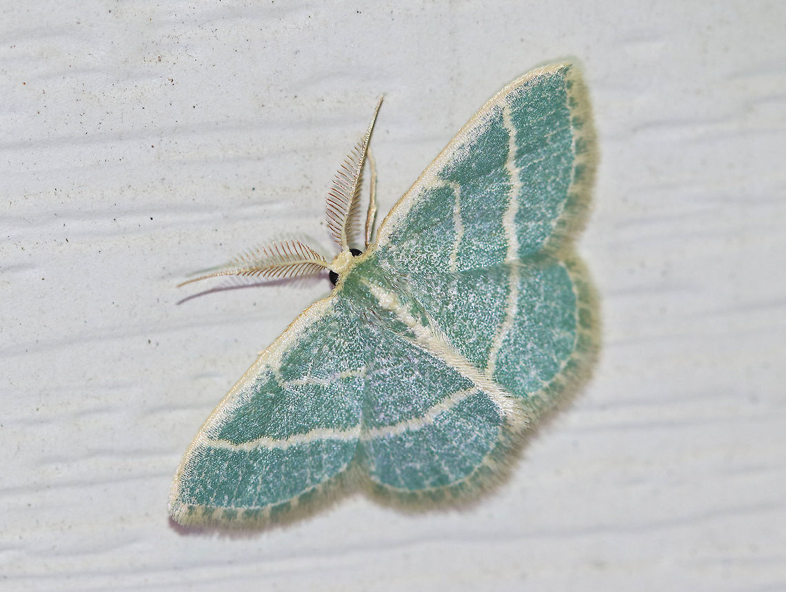 Blackberry Looper - Chlorochlamys chloroleucaria Wingspan: ~15 mm. Blue-green forewings with wide, cream-colored antemedial and postmedial lines and costal streak. Hindwings have a single, cream-colored median postmedial line.<br />
<br />
 Habitat: Attracted to a light at night in a rural area. <br />
 Blackberry Looper,Chlorochlamys,Chlorochlamys chloroleucaria,Geotagged,Summer,United States,looper,moth