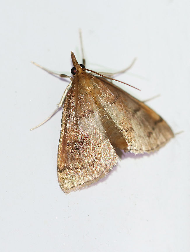 Dogbane Saucrobotys - Saucrobotys futilalis Total length: ~12-14mm. Orange-brown forewings that is marked with brown antemedial and postmedial lines.<br />
<br />
Habitat: Attracted to a light at night in a rural area. Dogbane Saucrobotys,Geotagged,Saucrobotys,Saucrobotys futilalis,Summer,United States,moth
