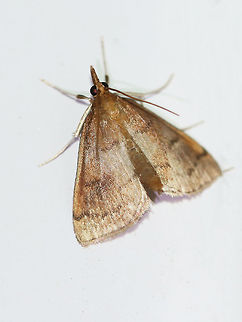 Dogbane Saucrobotys - Saucrobotys futilalis Total length: ~12-14mm. Orange-brown forewings that is marked with brown antemedial and postmedial lines.

Habitat: Attracted to a light at night in a rural area. Dogbane Saucrobotys,Geotagged,Saucrobotys,Saucrobotys futilalis,Summer,United States,moth