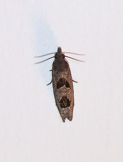 Aster-head Eucosma Moth