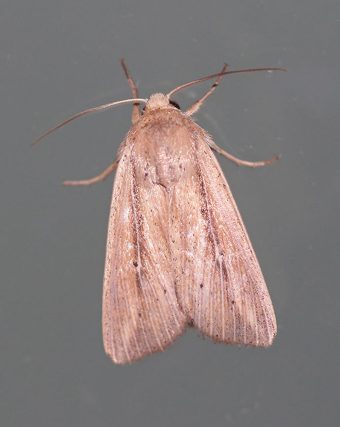 Many-lined Wainscot - Leucania multilinea Total length: 20 mm. Pale tan forewings with thin white streak that is edged in darker brown. It extends from the base to the small, black reniform spot.  There are also faint, brown streaks along the inner margin. The postmedial line is accented with two black dots.<br />
<br />
Habitat: Attracted to a light at night in a rural area. Geotagged,Leucania multilinea,Many-lined Wainscot,Summer,United States,leucania,moth,wainscot