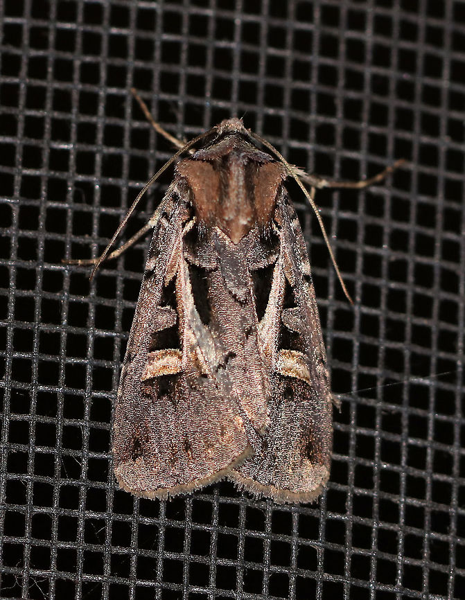 Master's Dart - Feltia herilis Total length: ~20 mm. Gray forewings with a complex pattern of dark markings.  The reniform spot is crescent-shaped.<br />
<br />
Habitat: Attracted to a light at night in a rural area. Feltia herilis,Geotagged,Summer,United States,dart,feltia,master's dart,moth