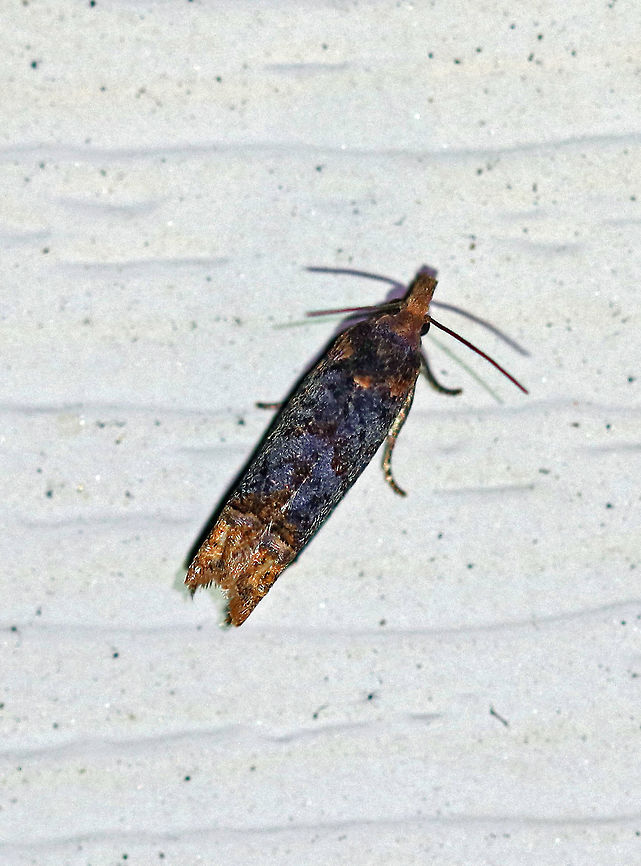 Buff-tipped Eucosma - Eucosma ochroterminana Total length; ~6-8 mm. Most of the forewings were blue/indigo with a black pattern. The terminal ends of the forewings have brownish scales.<br />
<br />
Habitat: Attracted to a light at night in a rural area. Buff-tipped Eucosma,Eucosma ochroterminana,Geotagged,Summer,United States,eucosma,moth,olethreutine moth