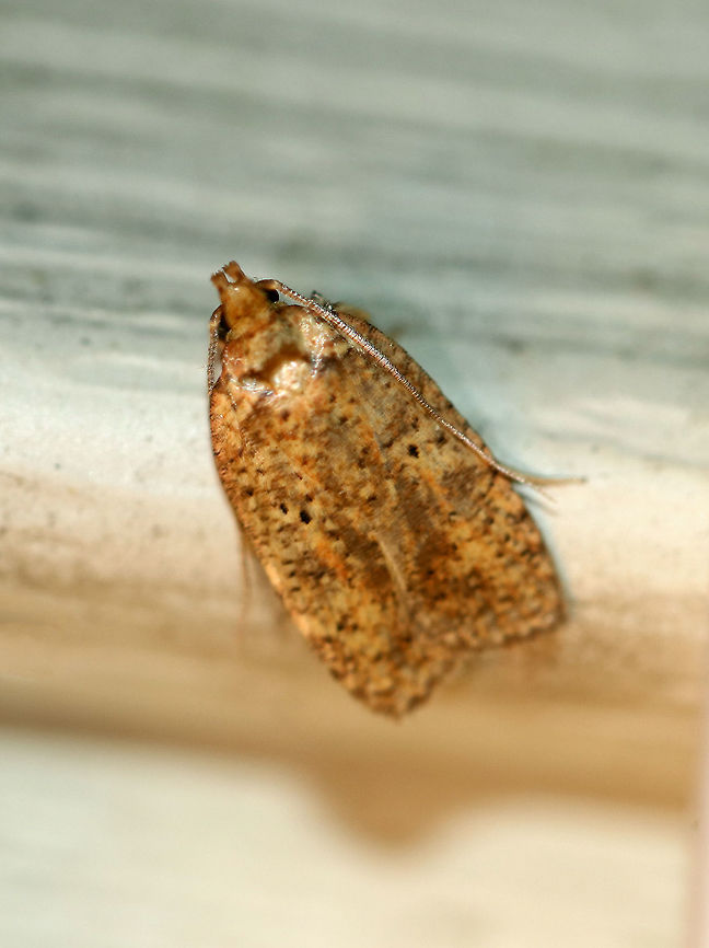 Thelma's Agonopterix - Agonopterix thelmae This moth looks like it should be called the Carrot Cake Moth!  I wish it would have posed in a more convenient spot, and I apologize for the blur!<br />
<br />
Total length: ~10 mm. Its forewings are orange and tan with lots of speckling. It has two black spots near the antemedial line.<br />
<br />
Habitat: Attracted to a light at night in a rural area. Agonopterix,Agonopterix thelmae,Geotagged,Summer,Thelma's Agonopterix,United States,moth