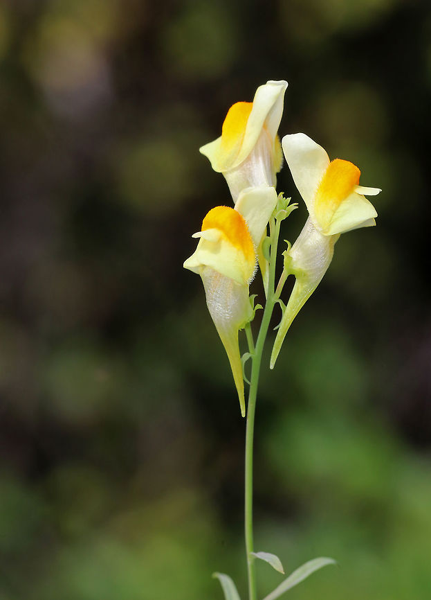Butter and Eggs - Linaria vulgaris Alternate leaves that are distributed around the central stem. The flowers, which are distributed around the raceme, were about 3 cm long and consisted of a tubular corolla with a pale yellow upper lip and an orange-yellow lower lip.<br />
<br />
Habitat: Growing on the side of a small pond in a disturbed area.<br />
 Butter-and-eggs,Geotagged,Linaria vulgaris,Summer,United States,Yellow Toadflax,butter and eggs,flower,linaria,wildflower,yellow
