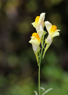Butter and Eggs - Linaria vulgaris Alternate leaves that are distributed around the central stem. The flowers, which are distributed around the raceme, were about 3 cm long and consisted of a tubular corolla with a pale yellow upper lip and an orange-yellow lower lip.

Habitat: Growing on the side of a small pond in a disturbed area.
 Butter-and-eggs,Geotagged,Linaria vulgaris,Summer,United States,Yellow Toadflax,butter and eggs,flower,linaria,wildflower,yellow