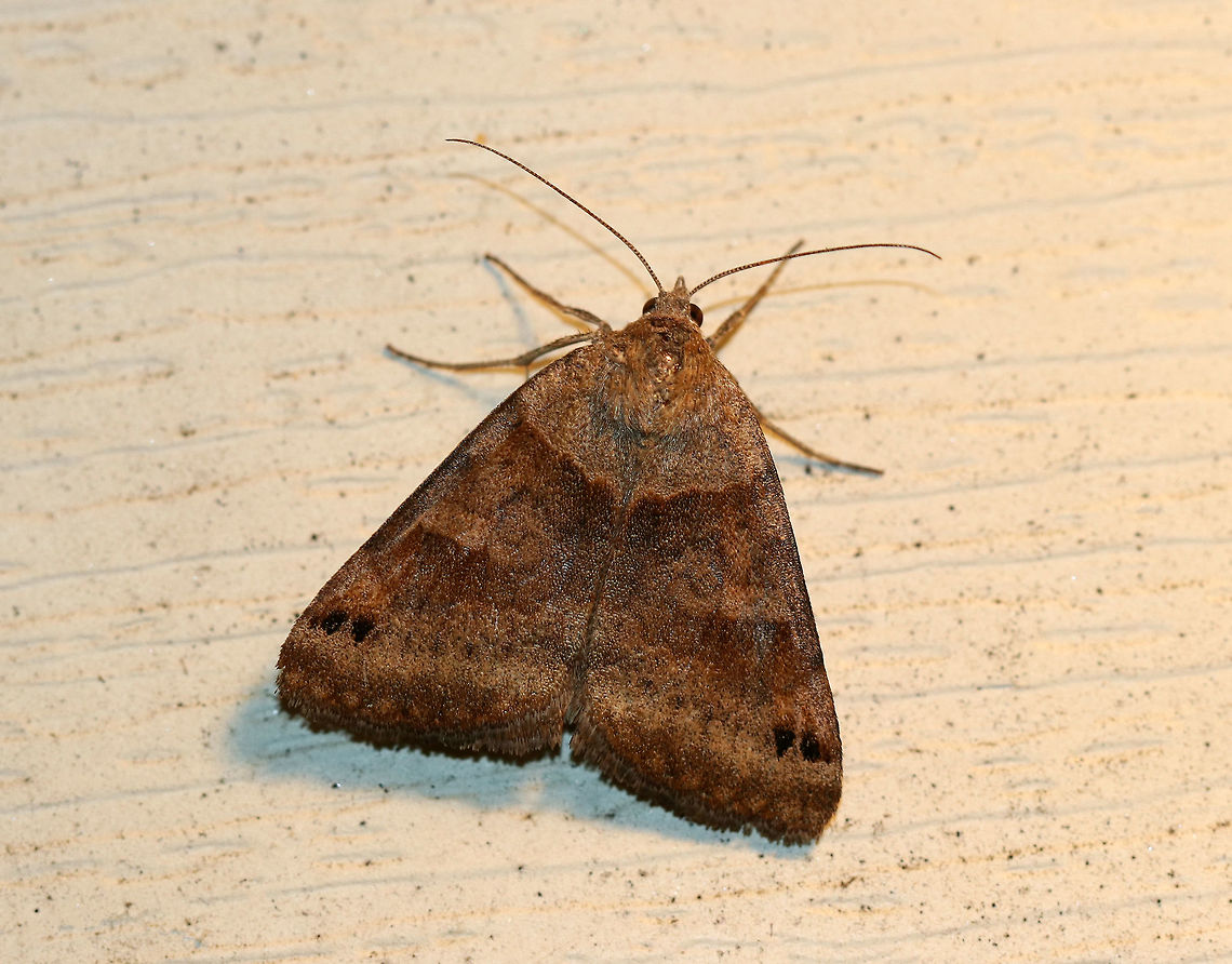 Clover Looper Moth - Caenurgina crassiuscula Total length: ~20 mm. Forewings are variably brown with AM and PM lines that converge at the inner margin.<br />
<br />
 Habitat: Attracted to a light at night in a rural area.  API,Caenurgina,Caenurgina crassiuscula,Clover Looper,Clover Looper Moth,Geotagged,Summer,United States,moth
