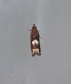 Aster Eucosma Moth - Eucosma parmatana Total length: 8-10 mm. Forewings were brown with two large, dirty whitish splotches.
Habitat: Attracted to a light at night in a rural area. Aster Eucosma Moth,Eucosma parmatana,Geotagged,Summer,United States,eucosma,moth