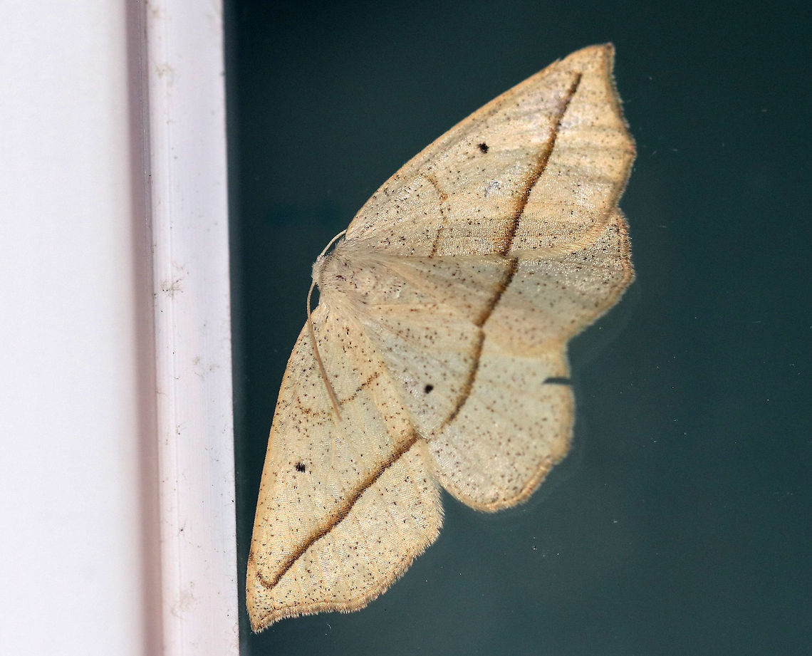 Confused eusarca - Eusarca confusaria **I think this ID is correct, but the discal spots look darker than they should be.<br />
<br />
Wingspan: ~35 mm. Peppery tan forewings with faint antemedial line and a dark postmedial line, which fades before reaching the apex. All wings have black discal spots.<br />
<br />
Habitat: Attracted to a light at night in a rural area. Confused eusarca,Eusarca confusaria,Geotagged,Summer,United States,moth