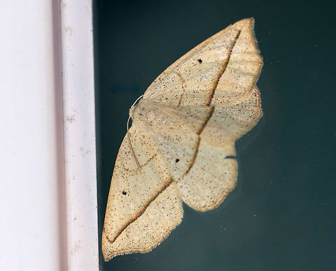 Confused eusarca - Eusarca confusaria **I think this ID is correct, but the discal spots look darker than they should be.

Wingspan: ~35 mm. Peppery tan forewings with faint antemedial line and a dark postmedial line, which fades before reaching the apex. All wings have black discal spots.

Habitat: Attracted to a light at night in a rural area. Confused eusarca,Eusarca confusaria,Geotagged,Summer,United States,moth