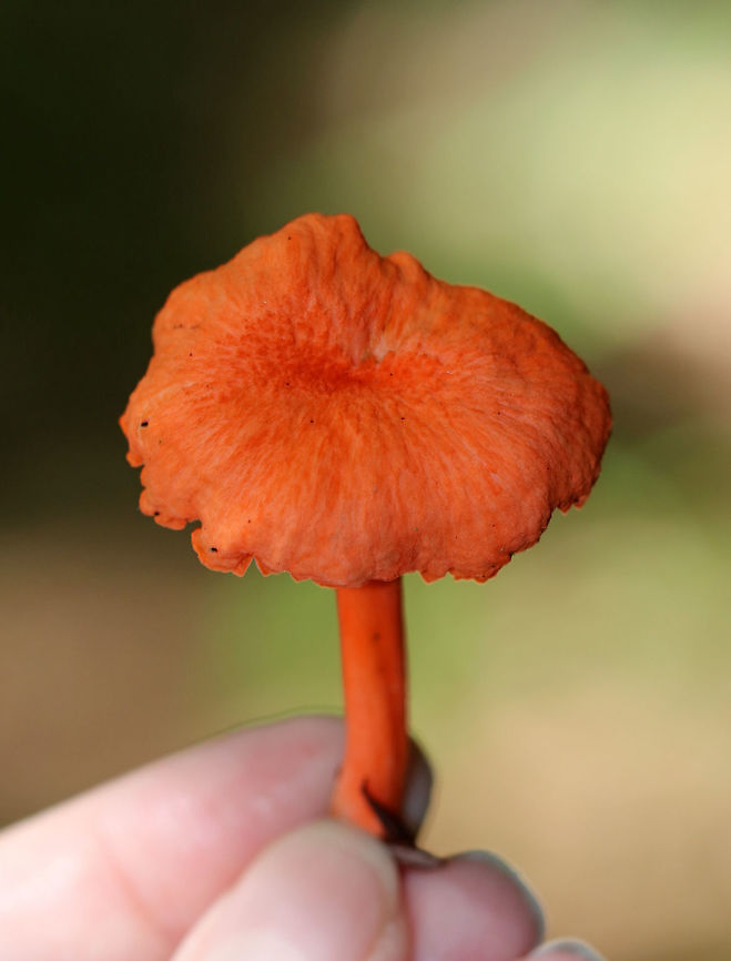Red Chanterelle - Cantharellus cinnabarinus Flat caps with shallow, central depressions. The caps were bald, dry, had wavy margins, and were bright reddish/pinkish orange.  The undersurface had decurrent false gills.<br />
<br />
Habitat: Growing throughout a mixed forest.<br />
<figure class="photo"><a href="https://www.jungledragon.com/image/65667/red_chanterelle_-_cantharellus_cinnabarinus.html" title="Red Chanterelle - Cantharellus cinnabarinus"><img src="https://s3.amazonaws.com/media.jungledragon.com/images/3232/65667_thumb.jpg?AWSAccessKeyId=05GMT0V3GWVNE7GGM1R2&Expires=1759968010&Signature=y28y%2FKopkj3shuHR9jBKr92Qx%2Bo%3D" width="200" height="160" alt="Red Chanterelle - Cantharellus cinnabarinus Flat caps with shallow, central depressions. The caps were bald, dry, had wavy margins, and were bright reddish/pinkish orange. The undersurface had decurrent false gills.<br />
<br />
 Habitat: Growing throughout a mixed forest. <br />
https://www.jungledragon.com/image/65669/red_chanterelle_-_cantharellus_cinnabarinus.html<br />
https://www.jungledragon.com/image/65666/red_chanterelle_-_cantharellus_cinnabarinus.html<br />
https://www.jungledragon.com/image/65668/red_chanterelle_-_cantharellus_cinnabarinus.html<br />
 Cantharellus,Cantharellus cinnabarinus,Chanterelle,Geotagged,Red Chanterelle,Summer,United States,fungus,mushroom" /></a></figure><br />
<figure class="photo"><a href="https://www.jungledragon.com/image/65669/red_chanterelle_-_cantharellus_cinnabarinus.html" title="Red Chanterelle - Cantharellus cinnabarinus"><img src="https://s3.amazonaws.com/media.jungledragon.com/images/3232/65669_thumb.jpg?AWSAccessKeyId=05GMT0V3GWVNE7GGM1R2&Expires=1759968010&Signature=s%2FuFhTP%2F2inrx%2FsHDOQR%2BWYy7hM%3D" width="120" height="152" alt="Red Chanterelle - Cantharellus cinnabarinus Flat caps with shallow, central depressions. The caps were bald, dry, had wavy margins, and were bright reddish/pinkish orange. The undersurface had decurrent false gills.<br />
<br />
 Habitat: Growing throughout a mixed forest. <br />
https://www.jungledragon.com/image/65668/red_chanterelle_-_cantharellus_cinnabarinus.html<br />
https://www.jungledragon.com/image/65667/red_chanterelle_-_cantharellus_cinnabarinus.html<br />
https://www.jungledragon.com/image/65666/red_chanterelle_-_cantharellus_cinnabarinus.html<br />
 Cantharellus cinnabarinus,Geotagged,Summer,United States,chanterelle,fungus,mushroom" /></a></figure><br />
<figure class="photo"><a href="https://www.jungledragon.com/image/65668/red_chanterelle_-_cantharellus_cinnabarinus.html" title="Red Chanterelle - Cantharellus cinnabarinus"><img src="https://s3.amazonaws.com/media.jungledragon.com/images/3232/65668_thumb.jpg?AWSAccessKeyId=05GMT0V3GWVNE7GGM1R2&Expires=1759968010&Signature=izg4X%2B7AcEmofZH22TXl7oWP%2Bys%3D" width="112" height="152" alt="Red Chanterelle - Cantharellus cinnabarinus Flat caps with shallow, central depressions. The caps were bald, dry, had wavy margins, and were bright reddish/pinkish orange. The undersurface had decurrent false gills.<br />
<br />
 Habitat: Growing throughout a mixed forest. <br />
https://www.jungledragon.com/image/65669/red_chanterelle_-_cantharellus_cinnabarinus.html<br />
https://www.jungledragon.com/image/65667/red_chanterelle_-_cantharellus_cinnabarinus.html<br />
https://www.jungledragon.com/image/65666/red_chanterelle_-_cantharellus_cinnabarinus.html Cantharellus cinnabarinus,Chanterelle,Geotagged,Summer,United States,cantharellus,fungus,mushroom" /></a></figure> Cantharellus,Cantharellus cinnabarinus,Geotagged,Red chanterelle,Summer,United States,chanterelle,fungus,mushroom