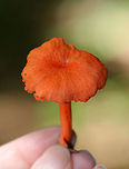 Red Chanterelle - Cantharellus cinnabarinus Flat caps with shallow, central depressions. The caps were bald, dry, had wavy margins, and were bright reddish/pinkish orange. The undersurface had decurrent false gills.<br />
<br />
Habitat: Growing throughout a mixed forest.<br />
https://www.jungledragon.com/image/65667/red_chanterelle_-_cantharellus_cinnabarinus.html<br />
https://www.jungledragon.com/image/65669/red_chanterelle_-_cantharellus_cinnabarinus.html<br />
https://www.jungledragon.com/image/65668/red_chanterelle_-_cantharellus_cinnabarinus.html Cantharellus,Cantharellus cinnabarinus,Geotagged,Red chanterelle,Summer,United States,chanterelle,fungus,mushroom