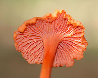 Red Chanterelle - Cantharellus cinnabarinus Flat caps with shallow, central depressions. The caps were bald, dry, had wavy margins, and were bright reddish/pinkish orange. The undersurface had decurrent false gills.<br />
<br />
Habitat: Growing throughout a mixed forest. <br />
https://www.jungledragon.com/image/65669/red_chanterelle_-_cantharellus_cinnabarinus.html<br />
https://www.jungledragon.com/image/65666/red_chanterelle_-_cantharellus_cinnabarinus.html<br />
https://www.jungledragon.com/image/65668/red_chanterelle_-_cantharellus_cinnabarinus.html<br />
Cantharellus,Cantharellus cinnabarinus,Chanterelle,Geotagged,Red Chanterelle,Summer,United States,fungus,mushroom