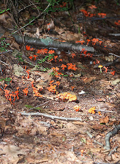Red Chanterelle - Cantharellus cinnabarinus Flat caps with shallow, central depressions. The caps were bald, dry, had wavy margins, and were bright reddish/pinkish orange. The undersurface had decurrent false gills.

 Habitat: Growing throughout a mixed forest. 
https://www.jungledragon.com/image/65669/red_chanterelle_-_cantharellus_cinnabarinus.html
https://www.jungledragon.com/image/65667/red_chanterelle_-_cantharellus_cinnabarinus.html
https://www.jungledragon.com/image/65666/red_chanterelle_-_cantharellus_cinnabarinus.html Cantharellus cinnabarinus,Chanterelle,Geotagged,Summer,United States,cantharellus,fungus,mushroom