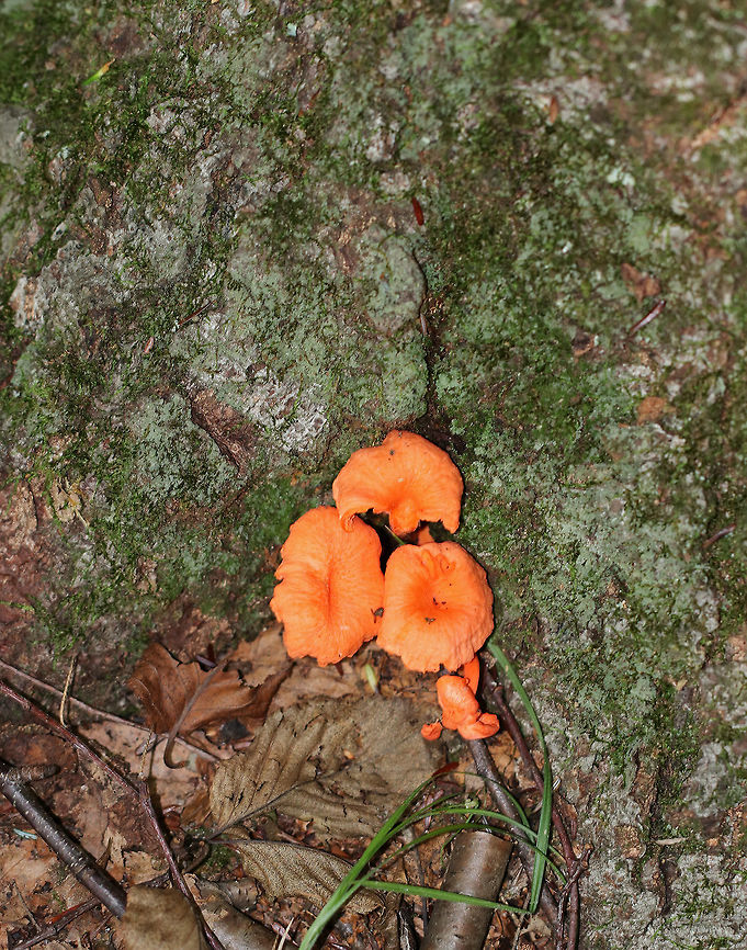 Red Chanterelle - Cantharellus cinnabarinus Flat caps with shallow, central depressions. The caps were bald, dry, had wavy margins, and were bright reddish/pinkish orange. The undersurface had decurrent false gills.<br />
<br />
 Habitat: Growing throughout a mixed forest. <br />
<figure class="photo"><a href="https://www.jungledragon.com/image/65668/red_chanterelle_-_cantharellus_cinnabarinus.html" title="Red Chanterelle - Cantharellus cinnabarinus"><img src="https://s3.amazonaws.com/media.jungledragon.com/images/3232/65668_thumb.jpg?AWSAccessKeyId=05GMT0V3GWVNE7GGM1R2&Expires=1759968010&Signature=izg4X%2B7AcEmofZH22TXl7oWP%2Bys%3D" width="112" height="152" alt="Red Chanterelle - Cantharellus cinnabarinus Flat caps with shallow, central depressions. The caps were bald, dry, had wavy margins, and were bright reddish/pinkish orange. The undersurface had decurrent false gills.<br />
<br />
 Habitat: Growing throughout a mixed forest. <br />
https://www.jungledragon.com/image/65669/red_chanterelle_-_cantharellus_cinnabarinus.html<br />
https://www.jungledragon.com/image/65667/red_chanterelle_-_cantharellus_cinnabarinus.html<br />
https://www.jungledragon.com/image/65666/red_chanterelle_-_cantharellus_cinnabarinus.html Cantharellus cinnabarinus,Chanterelle,Geotagged,Summer,United States,cantharellus,fungus,mushroom" /></a></figure><br />
<figure class="photo"><a href="https://www.jungledragon.com/image/65667/red_chanterelle_-_cantharellus_cinnabarinus.html" title="Red Chanterelle - Cantharellus cinnabarinus"><img src="https://s3.amazonaws.com/media.jungledragon.com/images/3232/65667_thumb.jpg?AWSAccessKeyId=05GMT0V3GWVNE7GGM1R2&Expires=1759968010&Signature=y28y%2FKopkj3shuHR9jBKr92Qx%2Bo%3D" width="200" height="160" alt="Red Chanterelle - Cantharellus cinnabarinus Flat caps with shallow, central depressions. The caps were bald, dry, had wavy margins, and were bright reddish/pinkish orange. The undersurface had decurrent false gills.<br />
<br />
 Habitat: Growing throughout a mixed forest. <br />
https://www.jungledragon.com/image/65669/red_chanterelle_-_cantharellus_cinnabarinus.html<br />
https://www.jungledragon.com/image/65666/red_chanterelle_-_cantharellus_cinnabarinus.html<br />
https://www.jungledragon.com/image/65668/red_chanterelle_-_cantharellus_cinnabarinus.html<br />
 Cantharellus,Cantharellus cinnabarinus,Chanterelle,Geotagged,Red Chanterelle,Summer,United States,fungus,mushroom" /></a></figure><br />
<figure class="photo"><a href="https://www.jungledragon.com/image/65666/red_chanterelle_-_cantharellus_cinnabarinus.html" title="Red Chanterelle - Cantharellus cinnabarinus"><img src="https://s3.amazonaws.com/media.jungledragon.com/images/3232/65666_thumb.jpg?AWSAccessKeyId=05GMT0V3GWVNE7GGM1R2&Expires=1759968010&Signature=mLeGARO%2FwynYzYZtF60%2BViQENZo%3D" width="116" height="152" alt="Red Chanterelle - Cantharellus cinnabarinus Flat caps with shallow, central depressions. The caps were bald, dry, had wavy margins, and were bright reddish/pinkish orange.  The undersurface had decurrent false gills.<br />
<br />
Habitat: Growing throughout a mixed forest.<br />
https://www.jungledragon.com/image/65667/red_chanterelle_-_cantharellus_cinnabarinus.html<br />
https://www.jungledragon.com/image/65669/red_chanterelle_-_cantharellus_cinnabarinus.html<br />
https://www.jungledragon.com/image/65668/red_chanterelle_-_cantharellus_cinnabarinus.html Cantharellus,Cantharellus cinnabarinus,Geotagged,Red chanterelle,Summer,United States,chanterelle,fungus,mushroom" /></a></figure><br />
 Cantharellus cinnabarinus,Geotagged,Summer,United States,chanterelle,fungus,mushroom
