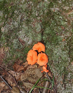 Red Chanterelle - Cantharellus cinnabarinus Flat caps with shallow, central depressions. The caps were bald, dry, had wavy margins, and were bright reddish/pinkish orange. The undersurface had decurrent false gills.

 Habitat: Growing throughout a mixed forest. 
https://www.jungledragon.com/image/65668/red_chanterelle_-_cantharellus_cinnabarinus.html
https://www.jungledragon.com/image/65667/red_chanterelle_-_cantharellus_cinnabarinus.html
https://www.jungledragon.com/image/65666/red_chanterelle_-_cantharellus_cinnabarinus.html
 Cantharellus cinnabarinus,Geotagged,Summer,United States,chanterelle,fungus,mushroom