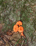 Red Chanterelle - Cantharellus cinnabarinus Flat caps with shallow, central depressions. The caps were bald, dry, had wavy margins, and were bright reddish/pinkish orange. The undersurface had decurrent false gills.<br />
<br />
 Habitat: Growing throughout a mixed forest. <br />
https://www.jungledragon.com/image/65668/red_chanterelle_-_cantharellus_cinnabarinus.html<br />
https://www.jungledragon.com/image/65667/red_chanterelle_-_cantharellus_cinnabarinus.html<br />
https://www.jungledragon.com/image/65666/red_chanterelle_-_cantharellus_cinnabarinus.html<br />
 Cantharellus cinnabarinus,Geotagged,Summer,United States,chanterelle,fungus,mushroom