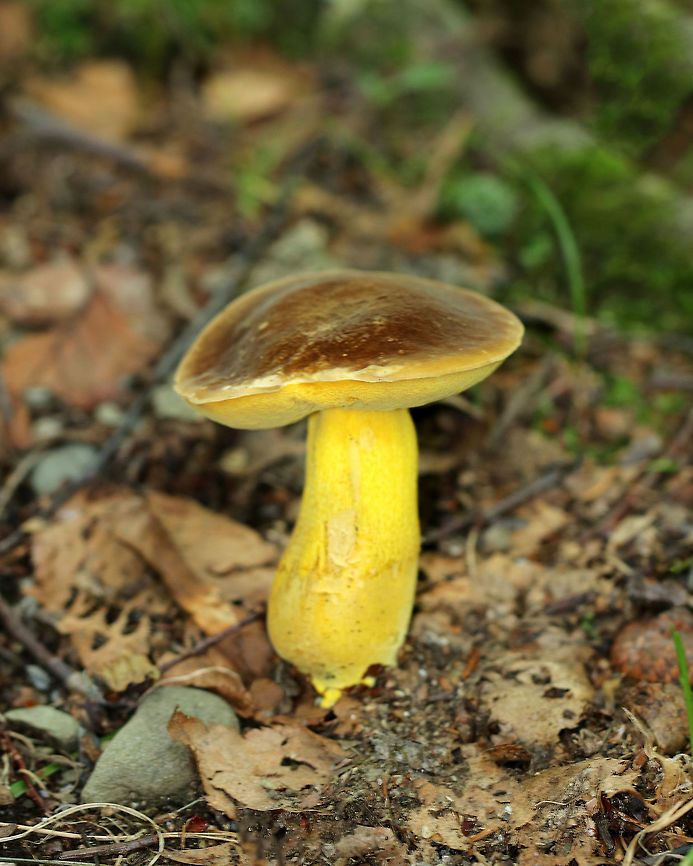 Butter-Foot Bolete - Boletus auripes This mushroom was gorgeous, and it was my first time finding this species! Needless to say, I am disappointed in the blur! <br />
<br />
The cap was brown, soft, and dry. Pores were yellow and bruised brown - although the description for this species states that the pores don't bruise. The stipe was bright yellow and reticulate.<br />
<br />
Habitat: Growing on the ground in a mixed forest (pine and oak mostly). Boletus auripes,Geotagged,Summer,United States,bolete,boletus,boletus auripes,butter foot bolete,fungus,mushroom