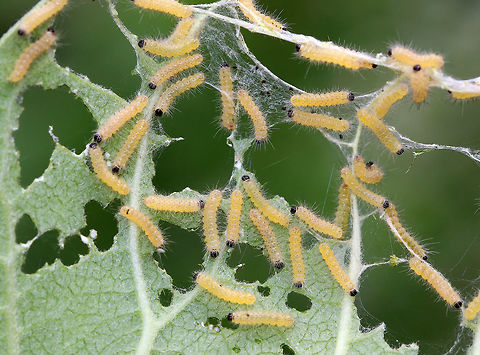 Milkweed Tussock Moth Caterpillars - Euchaetes egle These early instar larvae are small, yellow, hairy, and have black heads. They have voracious appetites and can quickly consume entire milkweed leaves.

Habitat: On milkweed leaves in a rural garden. Euchaetes,Euchaetes egle,Euchaetes egle larvae,Geotagged,Milkweed Tussock Moth,Summer,United States,caterpillar,caterpillars,larvae