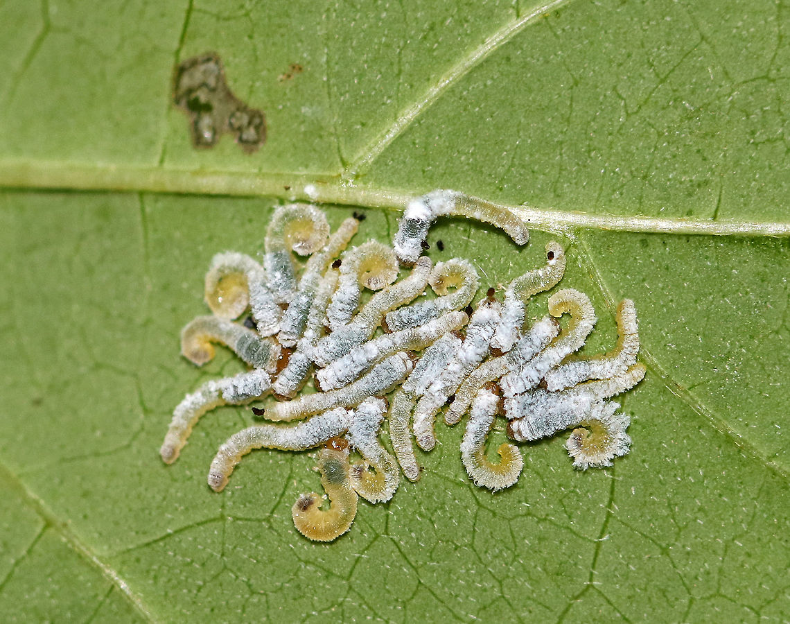 Dogwood Sawfly Larvae - Macremphytus testaceus Sawfly larvae may look like caterpillars, but they are actually wasps. Macremphytus species, in particular, are an interesting genus of sawfly because the second larval instar is covered in a white waxy covering, while the last larval instar is yellow and black. The caterpillar-like larvae feed on the leaves of dogwood trees and shrubs (Cornus sp.). The larvae can cause considerable defoliation since often they feed in groups, but they don&#039;t usually kill the plants.<br />
<br />
I find masses of these larva on the same few trees each year. They completely defoliate it, and I have no idea how it survives from year to year! <br />
 Geotagged,Macremphytus,Macremphytus testaceus,Summer,United States,larva,larvae,sawfly,sawfly larva,sawfly larvae