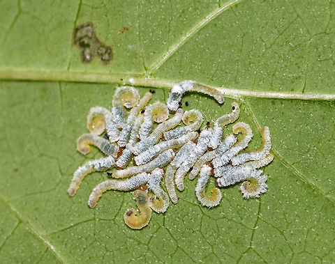 Dogwood Sawfly Larvae - Macremphytus testaceus Sawfly larvae may look like caterpillars, but they are actually wasps. Macremphytus species, in particular, are an interesting genus of sawfly because the second larval instar is covered in a white waxy covering, while the last larval instar is yellow and black. The caterpillar-like larvae feed on the leaves of dogwood trees and shrubs (Cornus sp.). The larvae can cause considerable defoliation since often they feed in groups, but they don't usually kill the plants.

I find masses of these larva on the same few trees each year. They completely defoliate it, and I have no idea how it survives from year to year! 
 Geotagged,Macremphytus,Macremphytus testaceus,Summer,United States,larva,larvae,sawfly,sawfly larva,sawfly larvae