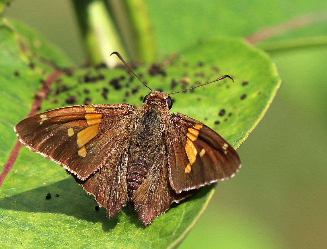 Silver-Spotted Skipper - Epargyreus clarus Chocolate-brown skipper with a golden band on the forewings and a large, silver, irregular spot on the hindwings.<br />
<br />
Habitat: Spotted on milkweed in a rural garden. <br />
 Epargyreus,Epargyreus clarus,Geotagged,Silver-Spotted Skipper,Silver-spotted Skipper,Summer,United States,butterfly,skipper