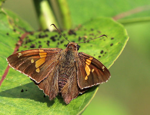 Silver-Spotted Skipper - Epargyreus clarus Chocolate-brown skipper with a golden band on the forewings and a large, silver, irregular spot on the hindwings.

Habitat: Spotted on milkweed in a rural garden. 
 Epargyreus,Epargyreus clarus,Geotagged,Silver-Spotted Skipper,Silver-spotted Skipper,Summer,United States,butterfly,skipper
