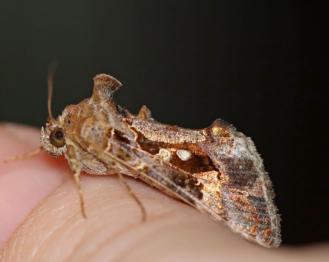 Soybean Looper Moth - Chrysodeixis includens Total length: ~15 mm. Forewings have an incredible, bronze sheen.  They have a dark patch between the stigma and the postmedial line. The two-part, shiny stigma has an inverted U-shaped inner part and a solid outer spot.<br />
<br />
Habitat: Attracted to a light at night in a rural area. Chrysodeixis includens,Geotagged,Soybean Looper Moth,Summer,United States,looper,moth