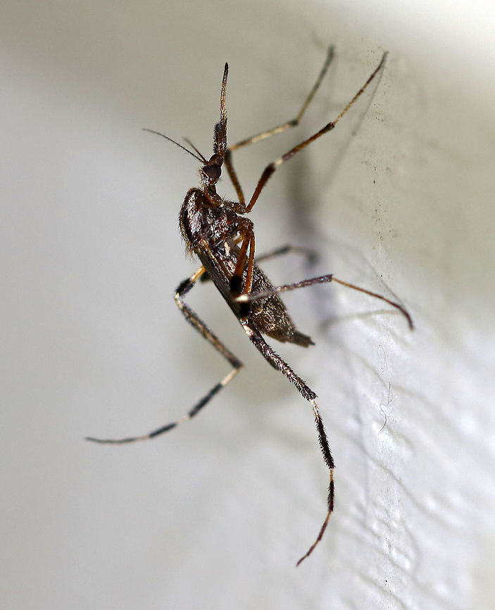 Gallinipper - Psorophora ciliata This particular mosquito was gigantic - about 20 mm long with its legs!!  Gallinippers are one of the largest mosquitoes in the United States. Males and females feed on nectar, while only females seek bloodmeals with large mammals being their preferred hosts. Females bloodfeed day and night and are able to bite through heavy clothing! <br />
<br />
The word "gallinipper" originated as a vernacular term in the southeastern U.S. referring to "a large mosquito or other insect that has a painful bite or sting".<br />
<br />
Habitat: Attracted to a light at night in a rural area. <br />
 Geotagged,Psorophora ciliata,Summer,United States,gallinipper,mosquito,psorophora