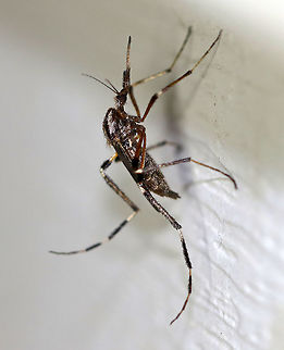 Gallinipper - Psorophora ciliata This particular mosquito was gigantic - about 20 mm long with its legs!!  Gallinippers are one of the largest mosquitoes in the United States. Males and females feed on nectar, while only females seek bloodmeals with large mammals being their preferred hosts. Females bloodfeed day and night and are able to bite through heavy clothing! 

The word "gallinipper" originated as a vernacular term in the southeastern U.S. referring to "a large mosquito or other insect that has a painful bite or sting".

Habitat: Attracted to a light at night in a rural area. 
 Geotagged,Psorophora ciliata,Summer,United States,gallinipper,mosquito,psorophora