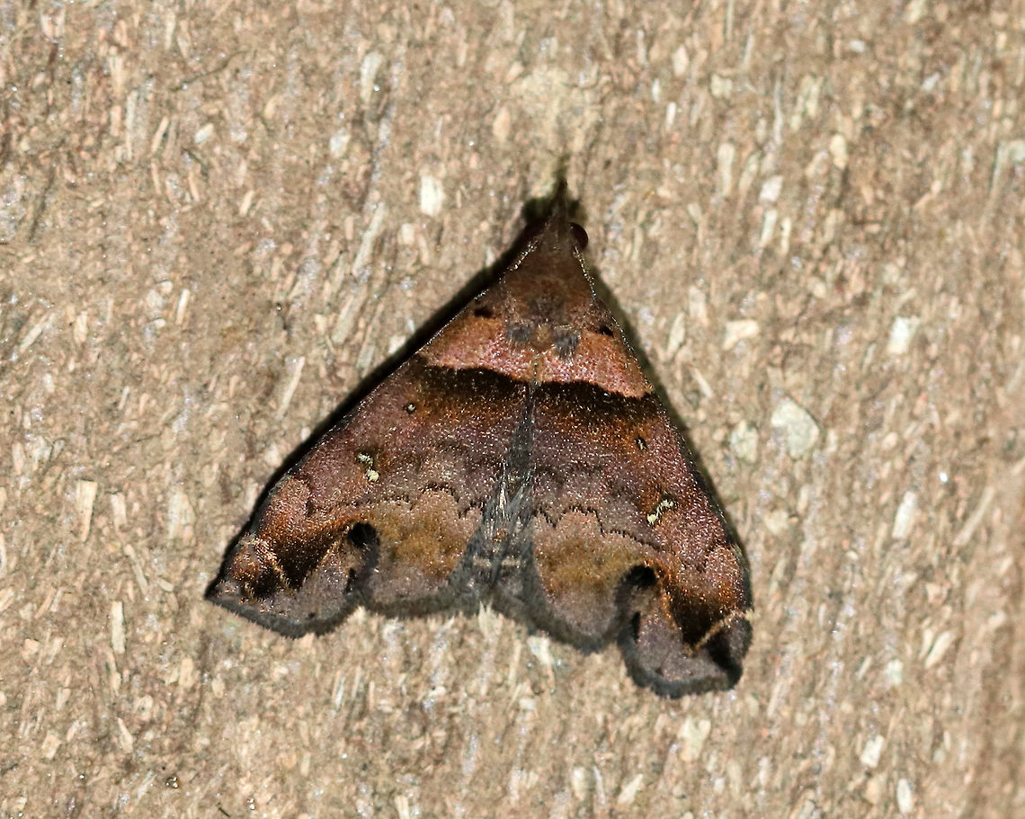 Ambiguous Moth - Lascoria ambigualis Total length: ~10 mm. Forewings were violet brown with straight AM line that was edged in black. Median and postmedian lines were scalloped. Reniform spots are oblique, white crescents.<br />
<br />
Habitat: Attracted to a moth light in a rural area. <br />
 Ambiguous moth,Geotagged,Lascoria ambigualis,Summer,United States,lascoria,moth