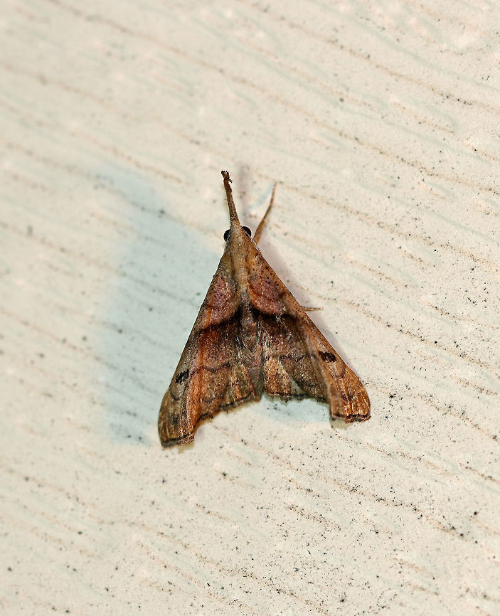 Dark Spotted Palthis - Palthis angulalis Total length: 18 mm. Brown forewings have oblique median band that stops short of the costa. Reniform spot is a slanting, brown crescent. Apical patch is rusty brown. Outer third of the forewings are tightly creased. Males have upturned labial palps.<br />
<br />
Habitat: Attracted to a light in a rural area. Geotagged,Palthis angulalis,Summer,The-Dark Spotted Palthis,United States,dark-spotted palthis,moth