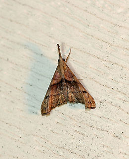Dark Spotted Palthis - Palthis angulalis Total length: 18 mm. Brown forewings have oblique median band that stops short of the costa. Reniform spot is a slanting, brown crescent. Apical patch is rusty brown. Outer third of the forewings are tightly creased. Males have upturned labial palps.

Habitat: Attracted to a light in a rural area. Geotagged,Palthis angulalis,Summer,The-Dark Spotted Palthis,United States,dark-spotted palthis,moth
