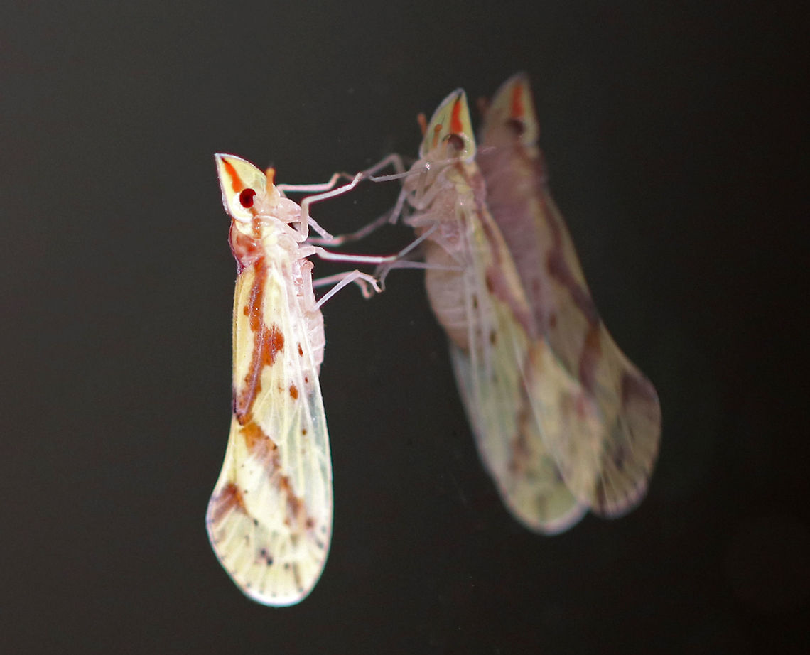 Derbid Planthopper - Otiocerus wolfii This tiny planthopper had pale greenish yellow wings with brown markings and an orange stripe on its head. <br />
<br />
Habitat: Attracted to a light at night in a rural area. It was sitting on my glass door, spinning in circles, for several minutes. Geotagged,Otiocerus,Otiocerus wolfii,Summer,United States,derbid,derbid planthopper,planthopper