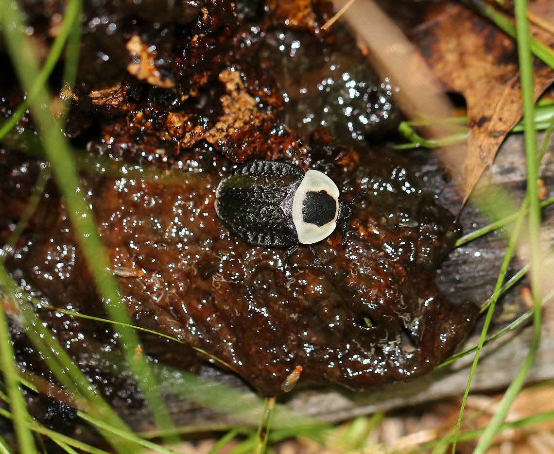 American Carrion Beetle - Necrophila americana This beetle was sharing a rotten mushroom for lunch with some fruit flies :)<br />
<br />
Total length:  20 mm long. The pronotum was pale yellow with a black splotch in the center. Elytra were black with yellow tips. <br />
<br />
Habitat: Mixed, swampy forest<br />
<br />
Carrion beetles lay eggs in raw flesh. After hatching, the larvae consume the carrion. Larvae (and adults) also eat fly and beetle larvae that compete for the same food sources.<br />
 American Carrion Beetle,Geotagged,Necrophila americana,Summer,United States,beetle,carrion beetle,mycophagy