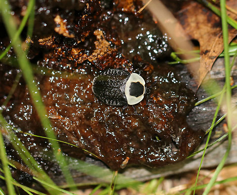 American Carrion Beetle - Necrophila americana This beetle was sharing a rotten mushroom for lunch with some fruit flies :)

Total length:  20 mm long. The pronotum was pale yellow with a black splotch in the center. Elytra were black with yellow tips. 

Habitat: Mixed, swampy forest

Carrion beetles lay eggs in raw flesh. After hatching, the larvae consume the carrion. Larvae (and adults) also eat fly and beetle larvae that compete for the same food sources.
 American Carrion Beetle,Geotagged,Necrophila americana,Summer,United States,beetle,carrion beetle,mycophagy