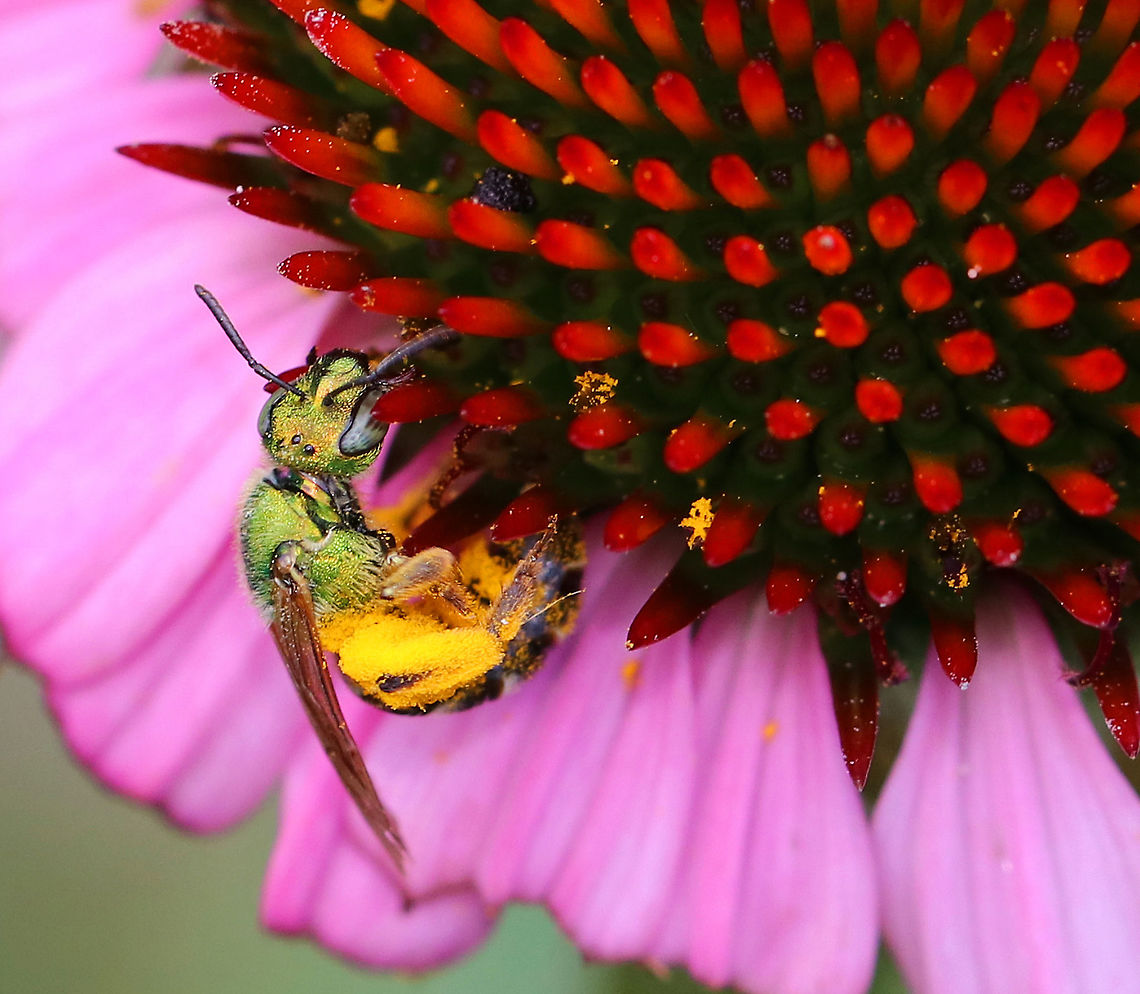 Metallic Green Bee - Agapostemon sp. This little green bee was enthralled by the Echinacea flowers in this garden. It was covered in pollen!<br />
<br />
Habitat: Spotted in a rural garden. Agapostemon,Geotagged,Summer,United States,bee,green bee,green metallic bee