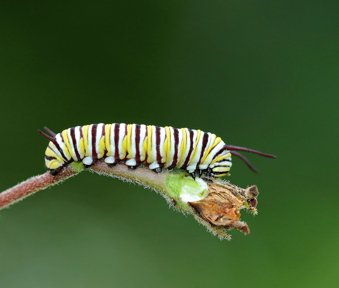 Monarch Caterpillar - Danaus plexippus Monarch larvae have a complex banding pattern of white, yellow, and black stripes.<br />
<br />
Habitat: Milkweed that was growing beside a pond.<br />
<br />
*I have seen many monarch caterpillars so far this summer, but only a few adults. Could be coincidence, or perhaps many are being predated upon.<br />
Danaus plexippus,Geotagged,Monarch butterfly,Summer,United States,caterpillar,danaus,larva,monarch,monarch caterpillar,monarch larva