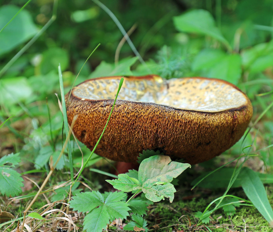 Mushroom - Tylopilus sp. This mushroom was moldy and rotting, but it still made this scene beautiful.<br />
<br />
The cap was tan/yellow and moldy. Pores were dingy yellow, vey spongy, and bruised with a light touch. Stipe was reddish. <br />
<br />
Habitat: It was growing in grass and moss on the edge of a disturbed, mixed forest.<br />
<figure class="photo"><a href="https://www.jungledragon.com/image/65720/mushroom_-_tylopilus_sp.html" title="Mushroom - Tylopilus sp."><img src="https://s3.amazonaws.com/media.jungledragon.com/images/3232/65720_thumb.jpg?AWSAccessKeyId=05GMT0V3GWVNE7GGM1R2&Expires=1759968010&Signature=c6CPqNXjECqnAvNE0uip9sXIESg%3D" width="200" height="158" alt="Mushroom - Tylopilus sp. This mushroom was moldy and rotting, but it still made this scene beautiful.<br />
<br />
The cap was tan/yellow and moldy. Pores were dingy yellow, vey spongy, and bruised with a light touch. Stipe was reddish. <br />
<br />
Habitat: It was growing in grass and moss on the edge of a disturbed, mixed forest. <br />
https://www.jungledragon.com/image/65719/mushroom_-_tylopilus_sp.html<br />
Geotagged,Summer,Tylopilus,United States,fungus,mushroom" /></a></figure> Geotagged,Summer,United States,fungus,mushroom,tylopilus