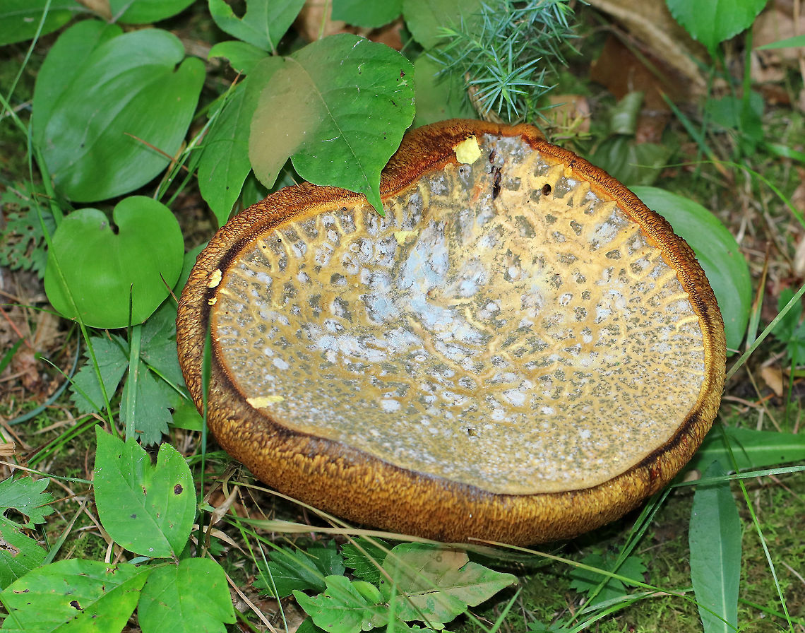 Mushroom - Tylopilus sp. This mushroom was moldy and rotting, but it still made this scene beautiful.<br />
<br />
The cap was tan/yellow and moldy. Pores were dingy yellow, vey spongy, and bruised with a light touch. Stipe was reddish. <br />
<br />
Habitat: It was growing in grass and moss on the edge of a disturbed, mixed forest. <br />
<figure class="photo"><a href="https://www.jungledragon.com/image/65719/mushroom_-_tylopilus_sp.html" title="Mushroom - Tylopilus sp."><img src="https://s3.amazonaws.com/media.jungledragon.com/images/3232/65719_thumb.jpg?AWSAccessKeyId=05GMT0V3GWVNE7GGM1R2&Expires=1759968010&Signature=ADlT2HJFBzV4eWEfZGux45OsQLY%3D" width="200" height="170" alt="Mushroom - Tylopilus sp. This mushroom was moldy and rotting, but it still made this scene beautiful.<br />
<br />
The cap was tan/yellow and moldy. Pores were dingy yellow, vey spongy, and bruised with a light touch. Stipe was reddish. <br />
<br />
Habitat: It was growing in grass and moss on the edge of a disturbed, mixed forest.<br />
https://www.jungledragon.com/image/65720/mushroom_-_tylopilus_sp.html Geotagged,Summer,United States,fungus,mushroom,tylopilus" /></a></figure><br />
Geotagged,Summer,Tylopilus,United States,fungus,mushroom