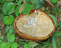 Mushroom - Tylopilus sp. This mushroom was moldy and rotting, but it still made this scene beautiful.<br />
<br />
 The cap was tan/yellow and moldy. Pores were dingy yellow, vey spongy, and bruised with a light touch. Stipe was reddish. <br />
<br />
 Habitat: It was growing in grass and moss on the edge of a disturbed, mixed forest. <br />
https://www.jungledragon.com/image/65719/mushroom_-_tylopilus_sp.html<br />
 Geotagged,Summer,Tylopilus,United States,fungus,mushroom