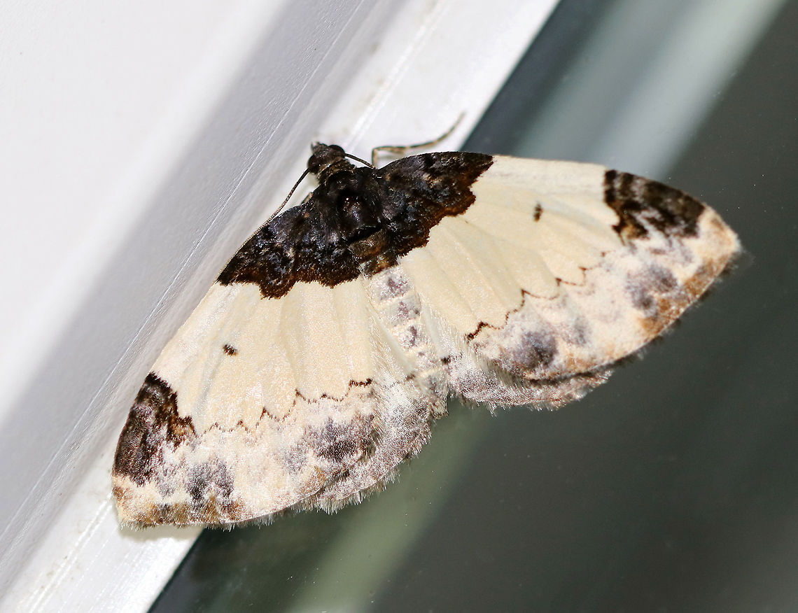White-Ribboned Carpet - Mesoleuca ruficillata Wingspan: ~25 mm. White forewings with mottled blue/black/brown subapical and basal patches. Postmedial line is finely scalloped.<br />
<br />
Habitat: Attracted to a light at night in a rural area.<br />
 Geotagged,Mesoleuca,Mesoleuca ruficillata,Summer,United States,White-Ribboned Carpet,carpet moth,moth