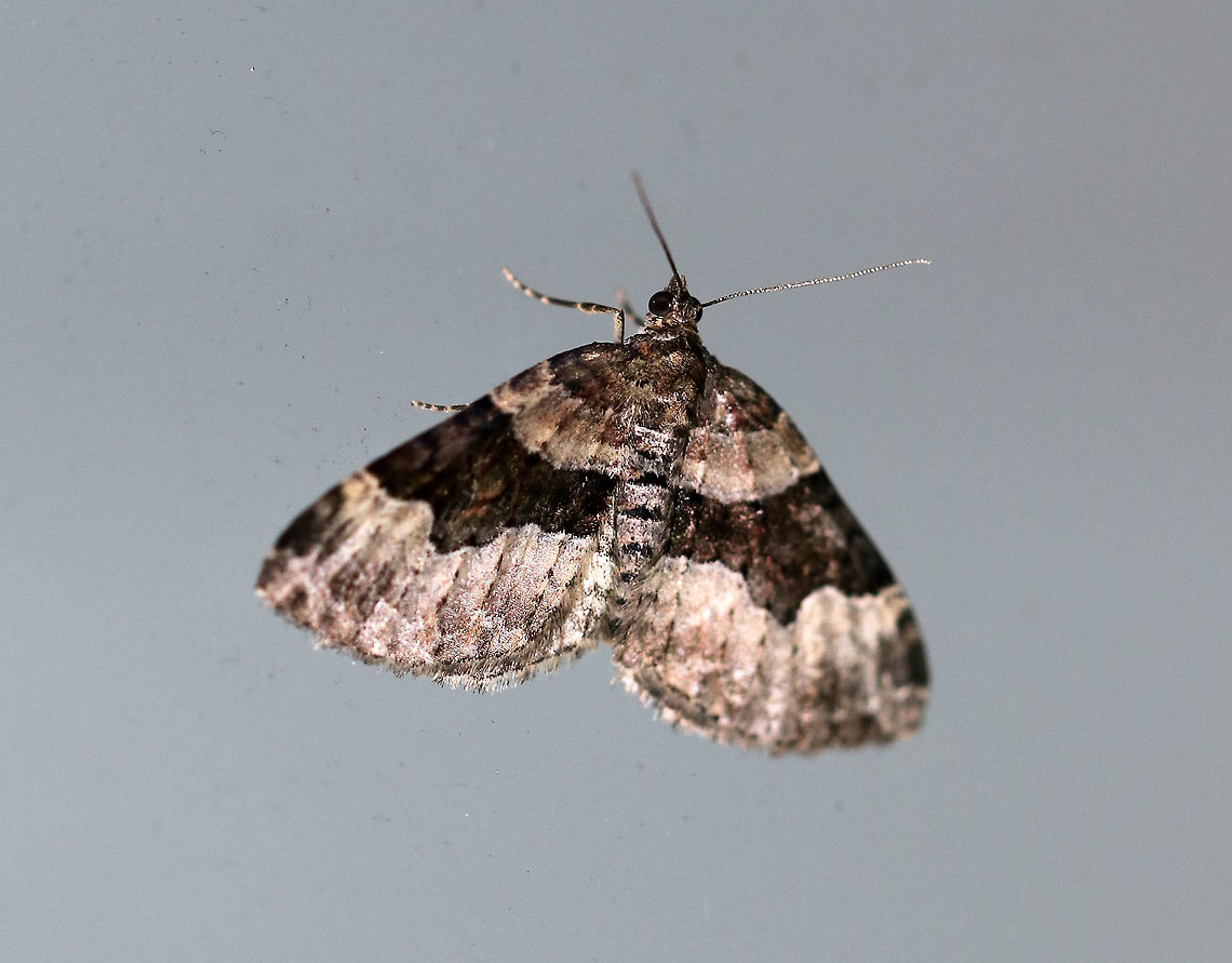 Toothed Brown Carpet - Xanthorhoe lacustrata Wingspan: ~22 mm. Pale gray forewings with brown inner basal patch and shading beyond the scalloped, white subterminal line. Brown subapical patch and subterminal spots are diffuse.<br />
<br />
Habitat: Attracted to a light at night in a rural area. Geotagged,Summer,Toothed Brown Carpet,United States,Xanthorhoe,Xanthorhoe lacustrata,carpet moth,moth