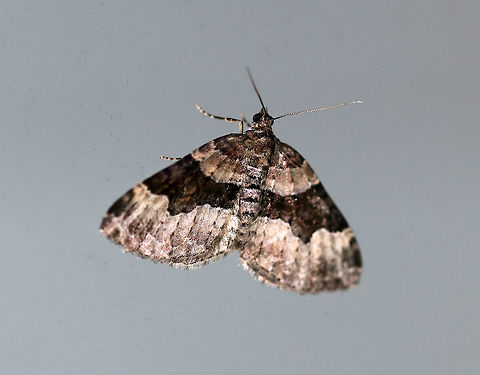 Toothed Brown Carpet - Xanthorhoe lacustrata Wingspan: ~22 mm. Pale gray forewings with brown inner basal patch and shading beyond the scalloped, white subterminal line. Brown subapical patch and subterminal spots are diffuse.

Habitat: Attracted to a light at night in a rural area. Geotagged,Summer,Toothed Brown Carpet,United States,Xanthorhoe,Xanthorhoe lacustrata,carpet moth,moth