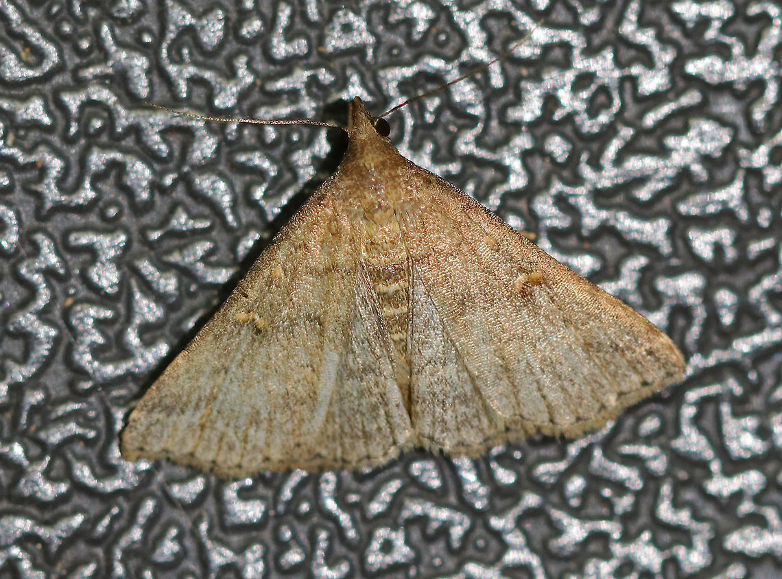 Speckled Renia Moth - Renia adspergillus Wingspan: ~22 mm. This moth was very worn!<br />
<br />
Habitat: Attracted to a light at night in a rural area. Geotagged,Renia adspergillus,Summer,United States,moth,renia,speckled renia