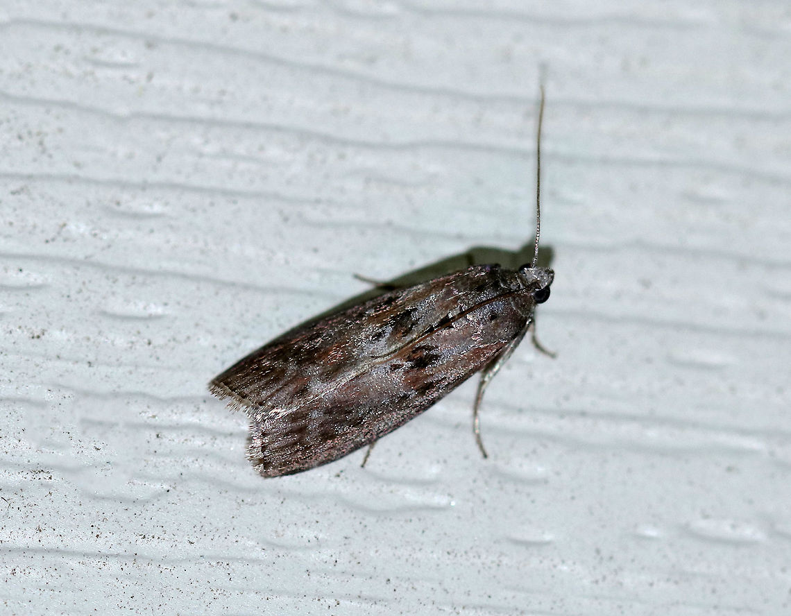 Locust Leafroller Moth - Sciota subcaesiella Total length: ~10 mm. Mottled gray forewings are tinted with purplish brown. Black median band is zigzagged.<br />
<br />
Habitat: Attracted to a light at night in a rural area. Geotagged,Locust Leafroller Moth,Sciota subcaesiella,Summer,United States,moth,sciota,sciota subcaesiella