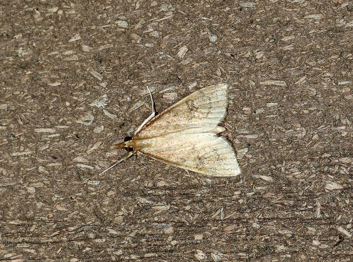 Celery leaftier - Udea rubigalis Total length: 10 mm. Forewings are tan with dusky lines. Reniform spot is the shape of a figure-eight. VERY worn specimen!<br />
<br />
 Habitat: Attracted to a light at night in a rural area. <br />
 Celery leaftier,Geotagged,Summer,Udea rubigalis,United States,moth,udea